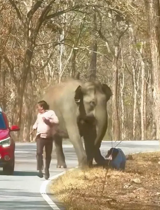 لحظه ترسناک تعقیب دو مرد هندی توسط فیل عظیم الجثه خشمگین
