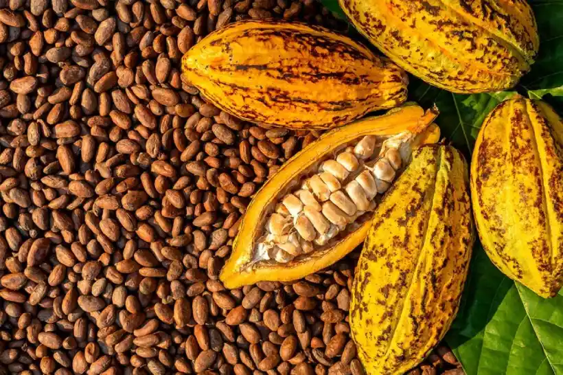 کدام کشورها تولید کنندگان اصلی کاکائو در جهان هستند؟