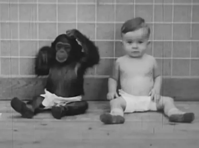 نتایج هولناک آزمایش بزرگ کردن نوزاد انسان و شامپانزه «به عنوان خواهر و برادر» + ویدیو