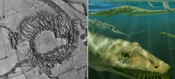 کشف اسکلت «اژدهای چینی» ۲۴۰ میلیون ساله بسیار عجیب توسط دانشمندان اسکاتلندی