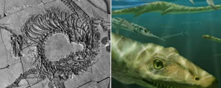 کشف اسکلت «اژدهای چینی» ۲۴۰ میلیون ساله بسیار عجیب توسط دانشمندان اسکاتلندی