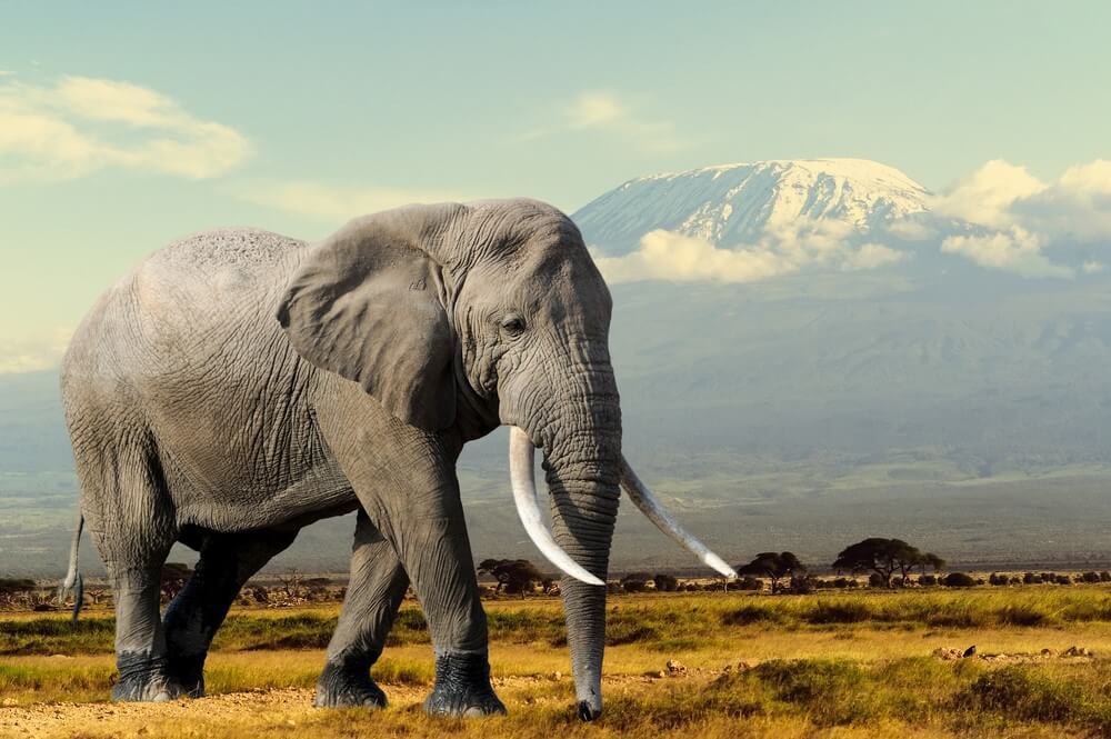 elephant facts you may not know.1819cadc