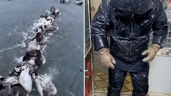 سرمای ۵۲- درجه سانتیگراد در چین که باعث یخ زدن پرندگان شده است + ویدئو