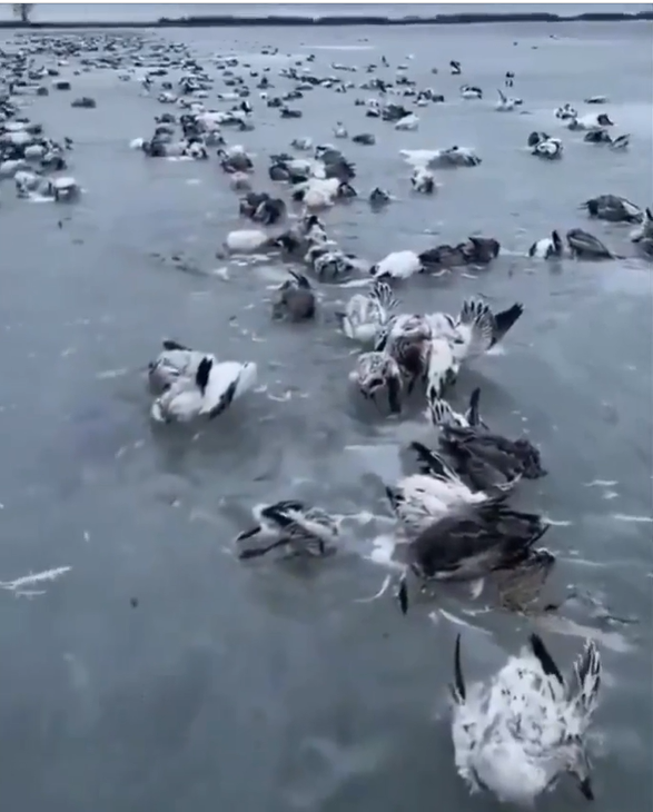 تصویر دلخراش پرندگان یخ‌زده در دریاچه بر اثر سرمای رکوردشکن چین 