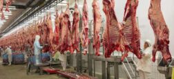  مراحل برش و بسته بندی گوشت هزاران کانگورو، شتر، گاو و مرغ در کارخانه + ویدئو
