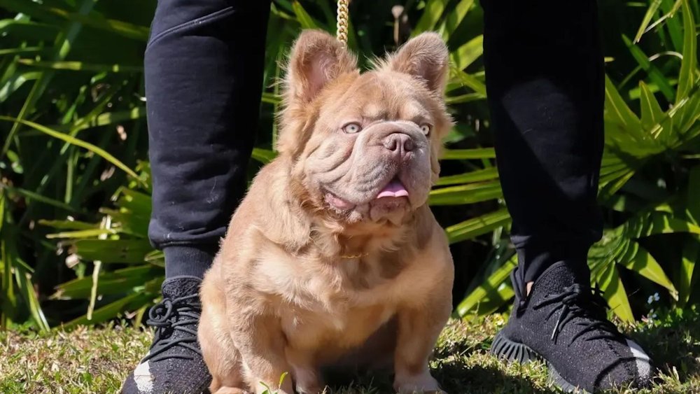 با گرانقیمت ترین سگ دنیا با رژیم غذایی خاص ۳۵۰ دلاری در ماه آشنا شوید + ویدیو