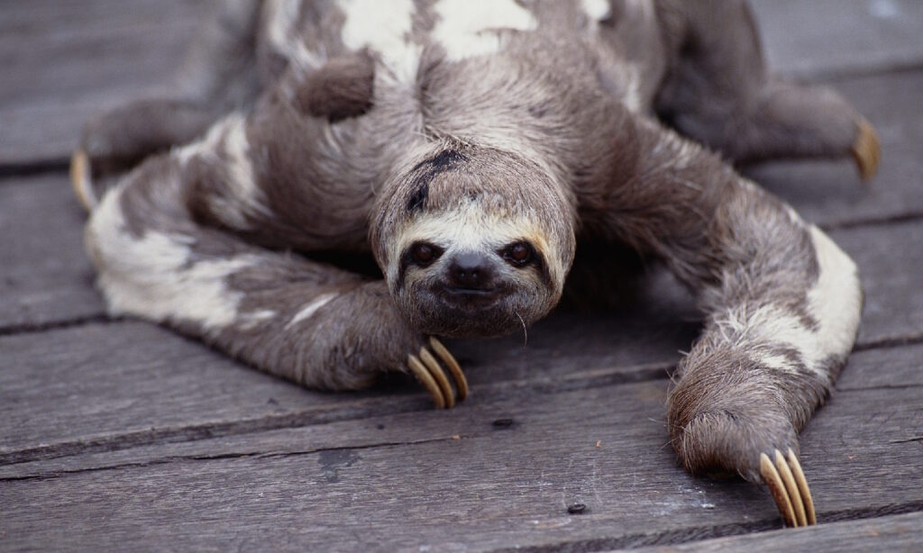 sloths slow 10140105