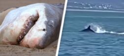 لحظه کشته شدن یک کوسه سفید بزرگ توسط یک نهنگ قاتل تنها در دو دقیقه + ویدیو