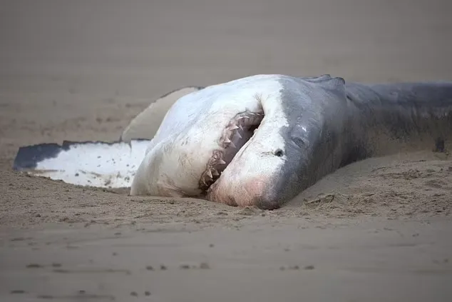 لحظه کشته شدن یک کوسه سفید بزرگ توسط یک نهنگ قاتل تنها در دو دقیقه 