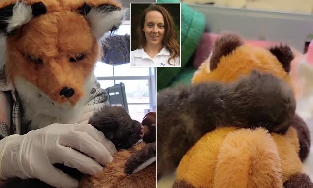مراقبت از بچه روباه یتیم با پوشیدن ماسک روباه در آمریکا + ویدیو