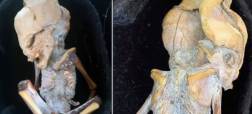 کشف یک جنین مومیایی ۸۰۰ ساله که ممکن است یک «فرازمینی» یا «انسان نما» باشد!