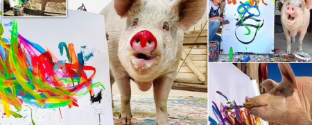 مرگ «پیگکاسو»؛ خوک نقاشی که آثارش به قیمت ۱ میلیون دلار فروخته شد + ویدیو