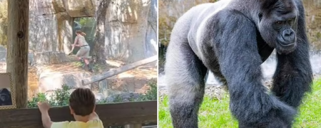 لحظه ترسناک تعقیب دو نگهبان زن توسط یک گوریل در باغ وحشی در آمریکا + ویدیو