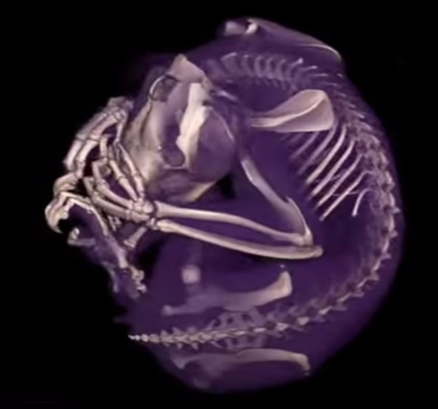تصاویر خارق العاده از اسکن 13,000 جانور که در موزه ها نگهداری می‌شوند + ویدئو