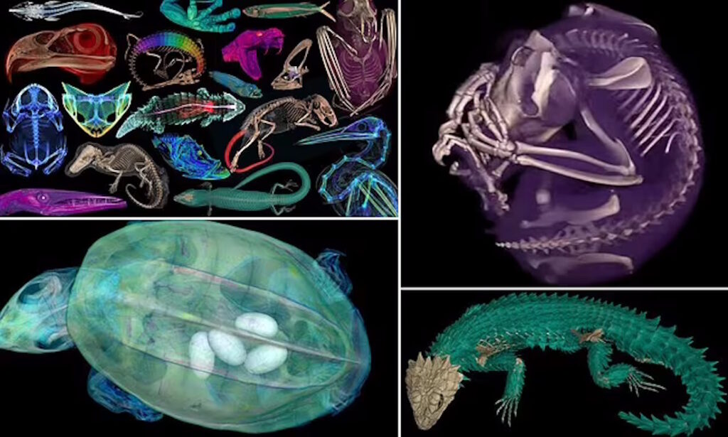 تصاویر سه بعدی خارق‌العاده از ۱۳,۰۰۰ جانورِ موزه‌‌ ای که اکنون برای همه رایگان است + ویدئو