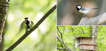مؤدب ترین پرنده دنیا؛ چرخ ریسک ژاپنی که با بال هایش «بفرمایید» می گوید + ویدئو
