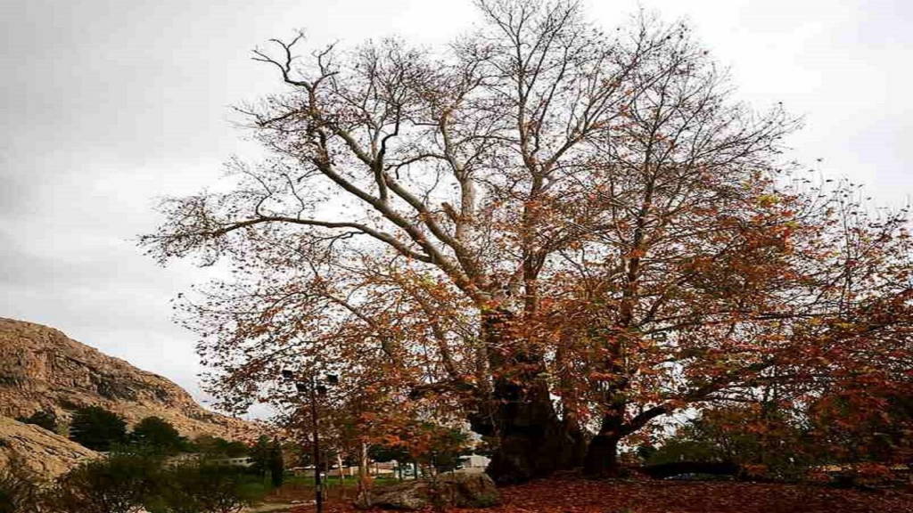 درخت «شیرین و فرهاد» ۶۰۲ ساله شد؛ این درخت در سال ۱۴۲۳ میلادی کاشته شده است