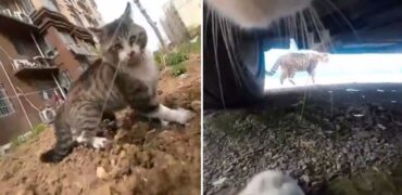 تعقیب و گریز هیجان انگیز دو گربه از زاویه‌ای متفاوت که وایرال شد + ویدیو