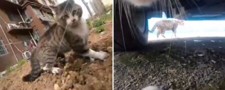 تعقیب و گریز هیجان انگیز دو گربه از زاویه‌ای متفاوت که وایرال شد + ویدیو