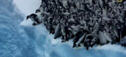لحظه‌ی دلهره‌آور و در عین حال بامزه‌‌ی اولین شیرجه و شنای جوجه پنگوئن‌ها + ویدیو