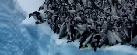لحظه‌ی دلهره‌آور و در عین حال بامزه‌‌ی اولین شیرجه و شنای جوجه پنگوئن‌ها + ویدیو