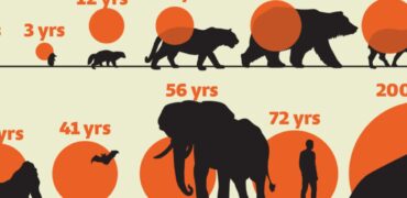 متوسط طول عمر پستانداران چقدر است؟ + اینفوگرافیک