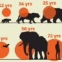 متوسط طول عمر پستانداران چقدر است؟ + اینفوگرافیک