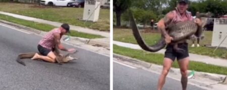 لحظه‌ای که قهرمان محلی در فلوریدا با دست خالی یک تمساح ۲.۵ متری را مهار کرد + ویدیو