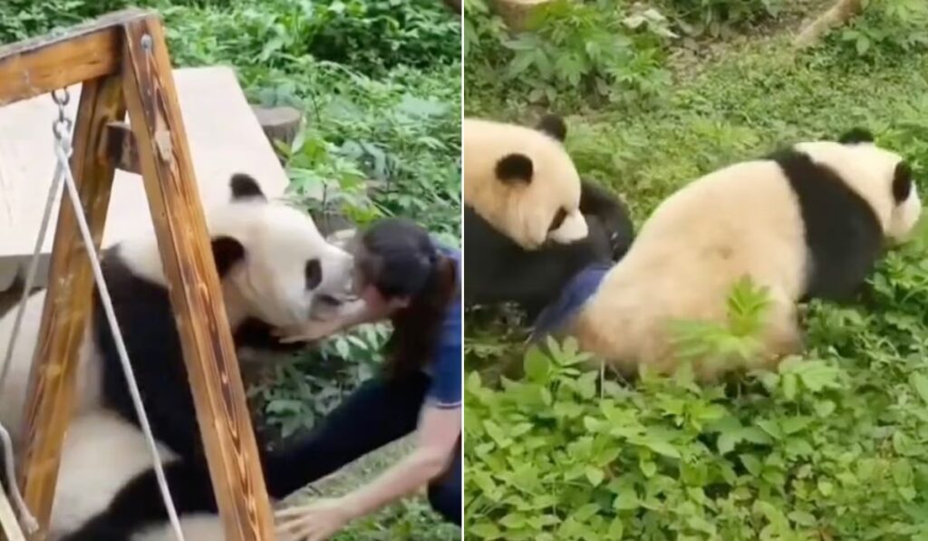 پانداهای کونگ‌فو کار؛ حمله ناگهانی دو پاندا به مربی باغ وحشی در چین + ویدیو