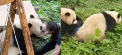 پانداهای کونگ‌فو کار؛ حمله ناگهانی دو پاندا به مربی باغ وحشی در چین + ویدیو
