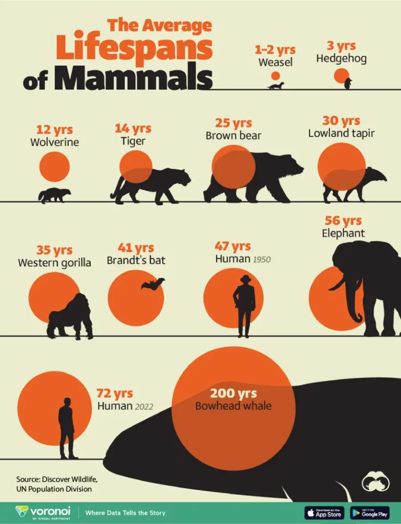 طول عمر پستانداران 