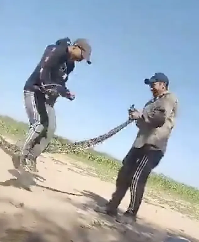 طناب بازی چند مرد آرژانتینی با یک مار بوآ زنده را ببینید