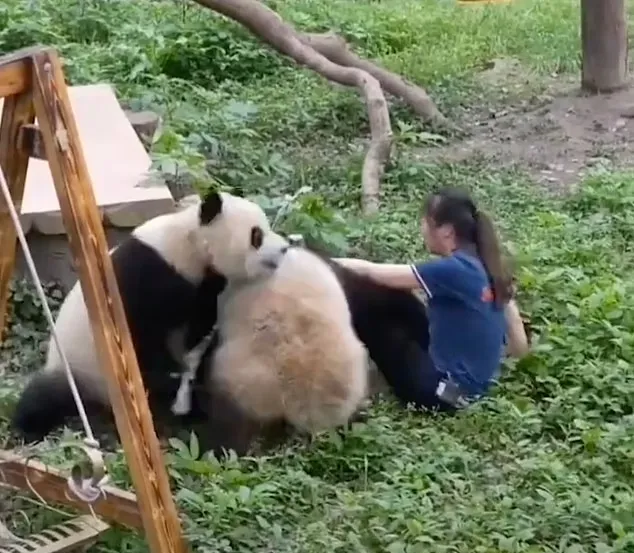 لحظه‌ی حمله دو پاندا به مربی باغ وحشی در چین را ببینید