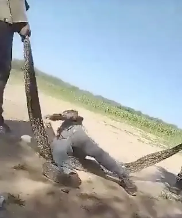 طناب بازی چند مرد آرژانتینی با یک مار بوآ زنده را ببینید