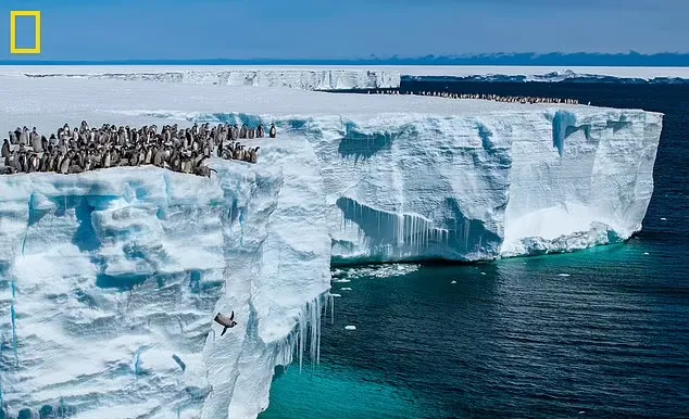 اولین شنای جوجه پنگوئن ها و شیرجه از ارتفاع 15 متری
