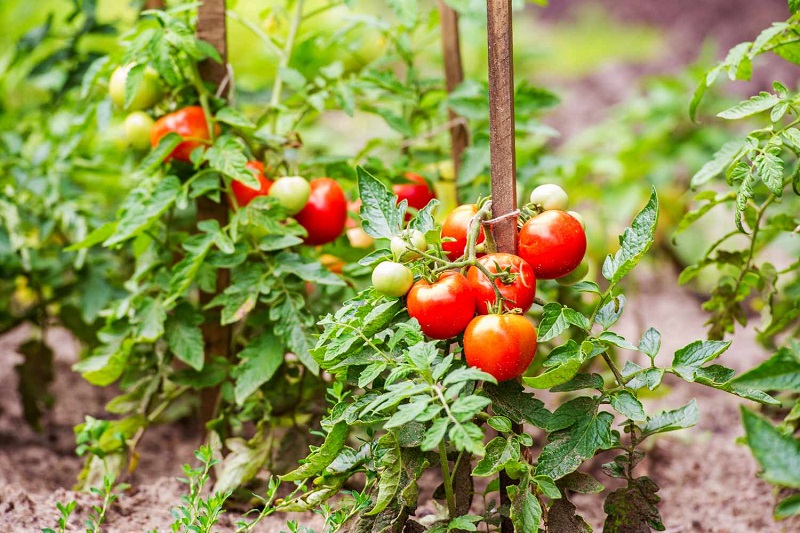 5 how far plant tomato plants in garden getty 0623 2c55eb0c17ce4ac0ad3b18808230ebe2