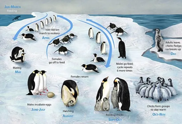 اولین شنای جوجه پنگوئن ها و شیرجه از ارتفاع 15 متری