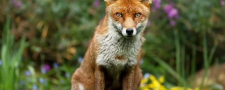 تحقیقات نشان داده که «روباه» قبل از سگ اولین دوست انسان بوده است