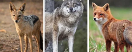 رمزگشایی از حیات وحش؛ چطور گرگ، روباه و شغال را از یکدیگر تشخیص دهیم؟