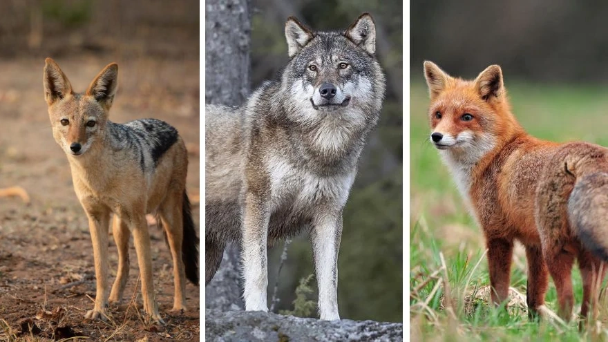چطور گرگ، روباه و شغال را از یکدیگر تشخیص دهیم؟