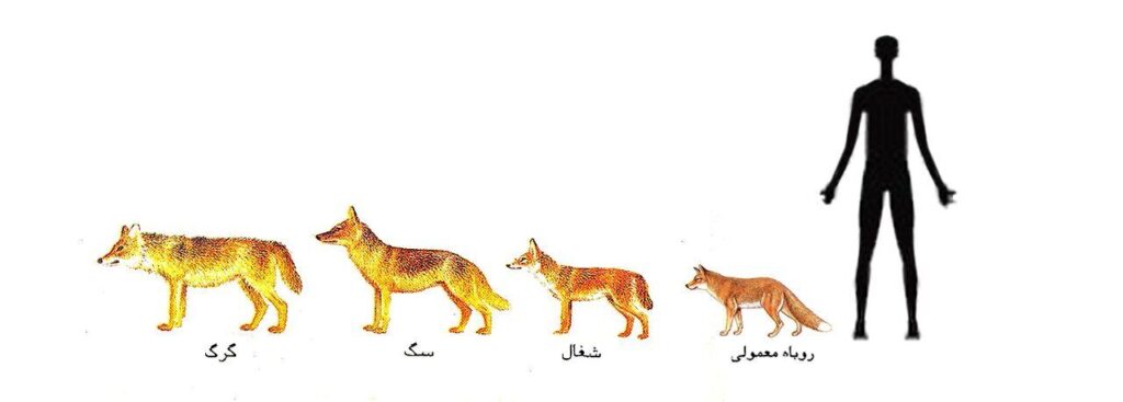 گرگ، روباه و شغال چه تفاوت هایی با هم دارند؟