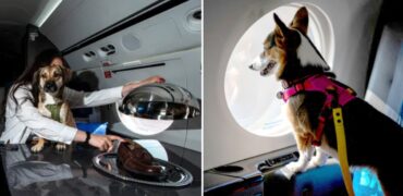 Bark Air؛ اولین ایرلاین لاکچری برای سگ‌ها در آمریکا با بلیط‌های ۵,۰۰۰ دلاری + ویدیو