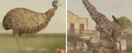 مقایسه جذاب سرعت حیوانات مختلف با هم + ویدیو