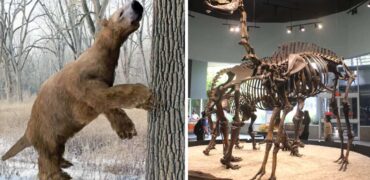 ۳ جانور منقرض شده که در آمریکای شمالی ماقبل تاریخ زندگی می‌کردند + ویدیو