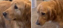 واکنش احساسی این سگ به گرفتن اسباب بازی‌اش دل میلیون‌ها نفر را لرزاند + ویدیو