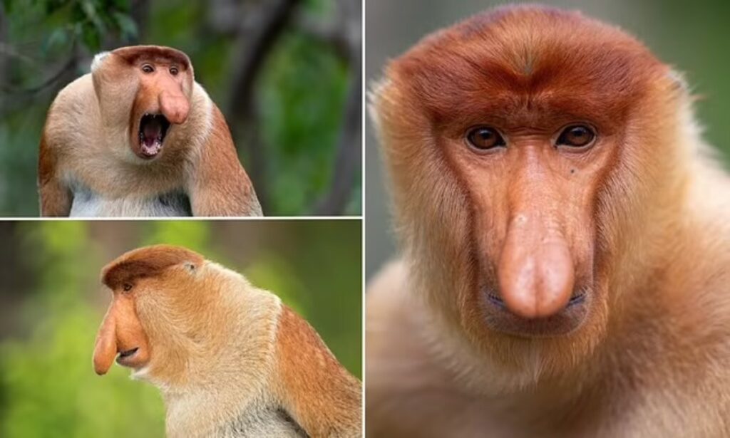 کشف راز زشت‌ترین حیوان جهان؛ بینی عجیب این میمون‌ها ابزار جذابیت جنسی آن‌هاست!