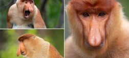 راز بینی عجیب و غریب میمون‌ های دماغ دراز کشف شد!