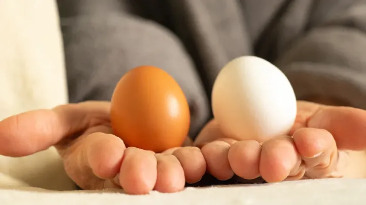فرق تخم مرغ قهوه ای با تخم مرغ سفید چیست؟