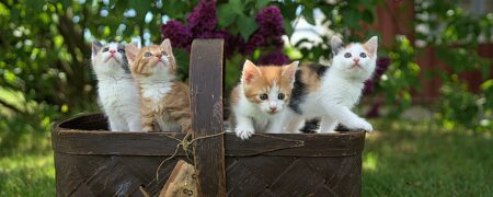طولانی ترین و کوتاه ترین طول عمر مربوط به کدام نژادهای گربه است؟