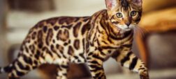 گران ترین نژادهای گربه در جهان؛ قیمت گران ترین گربه چقدر است؟
